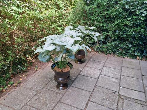 Twee grote sierpotten met decoratieve planten – tuin of terr, Tuin en Terras, Planten | Tuinplanten, Overige soorten, Volle zon