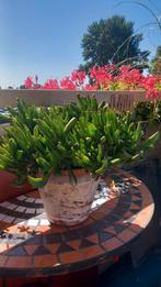 Vetplant..Crassula Ovata 'Hobbit',, Huis en Inrichting, Ophalen, Minder dan 100 cm