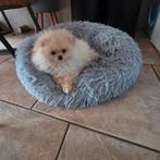 Pomeriaan pups teefjes, Particulier, Keeshond, 15 weken tot 1 jaar, Buitenland