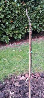 Jonge Walnotenboom te koop, Volle zon, Lente, Minder dan 100 cm, Overige soorten