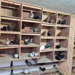 Oosterse rollers, Meerdere dieren, Overige soorten