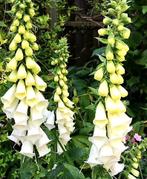 Te koop: 3 losse planten Vingerhoedskruid dikke knop!, Tuin en Terras, Planten | Tuinplanten, Ophalen, Zomer, Overige soorten