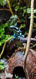 Trio 2-1 dendrobates auratus 'Costa Rica', Dieren en Toebehoren, Reptielen en Amfibieën, Amfibie, 0 tot 2 jaar