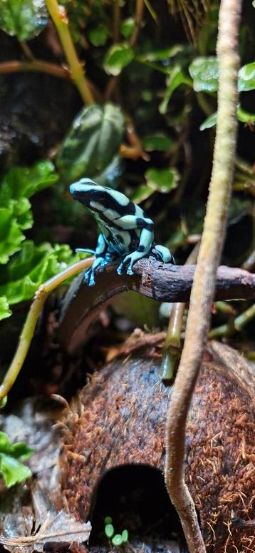 Trio 2-1 dendrobates auratus 'Costa Rica' beschikbaar voor biedingen