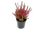 Heide planten: Erica (winterheide) rood, wit en roze, Ophalen, Vaste plant, Overige soorten, Volle zon