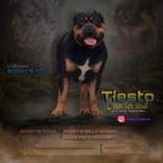 American bully xl . dekreu tricolor  bossy kennel blood, Particulier, Buitenland, 1 tot 2 jaar, Reu