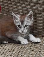 Maine Coon kittens, Dieren en Toebehoren, Meerdere dieren, Gechipt, 0 tot 2 jaar