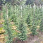 coniferen leylandii, Ophalen, Conifeer, 100 tot 250 cm