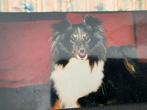 SHELTIE gezocht voor privé persoon, geen fok o.i.d., Dieren en Toebehoren, Parvo, Sheepdog, Geslacht onbekend, Eén hond