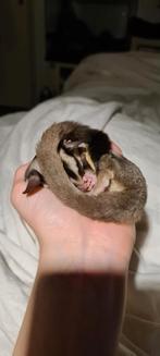 Gezocht: suikereekhoorn sugarglider, Dieren en Toebehoren, Overige Dieren, Januari, Geslacht onbekend