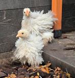 Cochin krielen, lees omschrijving aub, Dieren en Toebehoren, Meerdere dieren, Kip