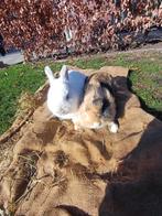 Konijnen, Dieren en Toebehoren, Konijnen, Meerdere dieren, Middelgroot, 0 tot 2 jaar