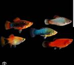 Platy vissen, Dieren en Toebehoren, Vis