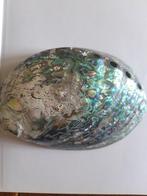 Abalone schelp, Ophalen, Schelp(en)
