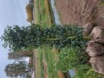 prunus lusitanica 180-200 cm, Tuin en Terras, Planten | Bomen, Bloeit niet, Halfschaduw, 100 tot 250 cm, Overige soorten