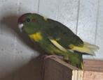 Kakariki's, Dieren en Toebehoren, Vogels | Parkieten en Papegaaien, Meerdere dieren, Parkiet