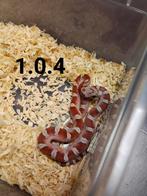 Pantherophis guttatus, Slang, Tam, 0 tot 2 jaar