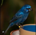 Te koop gevraagd Braziliaanse blauwe bisschop, Dieren en Toebehoren, Meerdere dieren