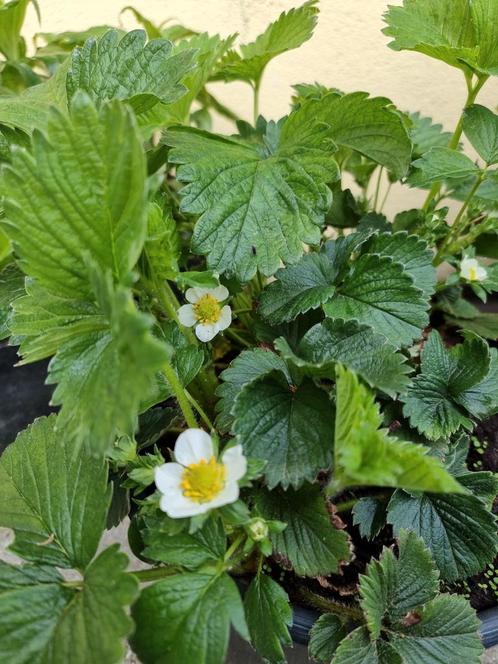 Stekjes van biologisch gekweekte aardbeienplantjes, Tuin en Terras, Planten | Tuinplanten, Vaste plant, Fruitplanten, Halfschaduw