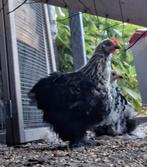 3 cochin haantjes, Dieren en Toebehoren, Pluimvee, Mannelijk, Kip