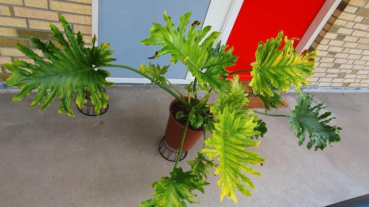 Groot philodendron bipinnatifidum " Selloum Hopе " - 1, Huis en Inrichting, Kamerplanten, Overige soorten, Minder dan 100 cm, Groene kamerplant