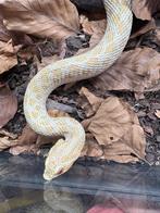 Westerlijke Haakneusslang, Dieren en Toebehoren, Reptielen en Amfibieën, Slang, Tam, 3 tot 6 jaar