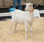 Prachtig wit melk geit lam cae cl vrij, Dieren en Toebehoren, Schapen, Geiten en Varkens, Vrouwelijk, Geit