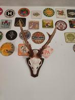 Reebok schedel, Antiek en Kunst, Ophalen of Verzenden