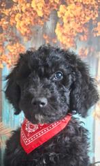 Zwarte, prachtige koningspoedel pupjes. Mogen verhuizen, Dieren en Toebehoren, Honden | Chihuahua's en Gezelschapshonden, Poedel