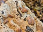 Armadillo officinalis 'Red/Brown', Dieren en Toebehoren, Insecten en Spinnen, Overige soorten