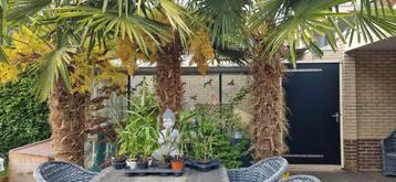 palmbomen (Trachycarpus fortunei) 3 jaar oud beschikbaar voor biedingen