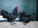 Australorp kriel | Krielkippen | Passend advies voor kippen