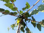Dakmoerbei | Morus alba fruitless | Moerbei dakboom, Tuin en Terras, Planten | Bomen, Bloeit niet, Halfschaduw, Ophalen of Verzenden
