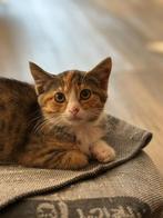 (Gereserveerd) Kitten zoekt baasje, Dieren en Toebehoren, Katten en Kittens | Overige Katten, Poes, Kortharig, 0 tot 2 jaar