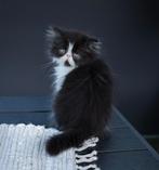 Perzisch katertje, Kater, Gechipt, 0 tot 2 jaar