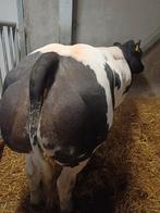 Luxe bwb vaars, Dieren en Toebehoren, Runderen, Vrouwelijk, 0 tot 2 jaar