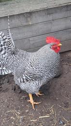 GRATIS haan, Mannelijk, Kip