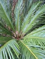 Cycas Revoluta palm mooie grote en goed geworteld, 100 tot 250 cm, Zomer, Palmboom, Ophalen