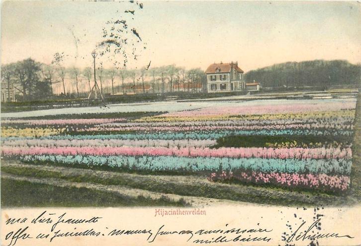 701122023 Haarlem Hijacinthenvelden, Verzamelen, Ansichtkaarten | Nederland, Noord-Holland, Voor 1920, Verzenden