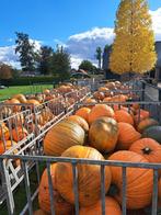 Halloween Pompoenen uitverkoop !, Hobby en Vrije tijd, Feestartikelen, Ophalen, Nieuw, Versiering, Halloween of Griezel