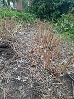 Gratis Frambozenplanten - Zelf Uitgraven!, Tuin en Terras, Planten | Tuinplanten, Ophalen, Volle zon, Vaste plant, Zomer