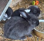 NHD dwerg hangoor konijntjes, Dieren en Toebehoren, Konijnen, Meerdere dieren, Dwerg, Hangoor