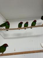 Kortstaart ppa/peals, Dieren en Toebehoren, Vogels | Overige Vogels, Meerdere dieren, Geringd