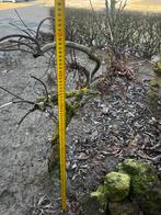 Japanse rode esdoorn, Tuin en Terras, Ophalen, Bloeit niet, Halfschaduw, Overige soorten