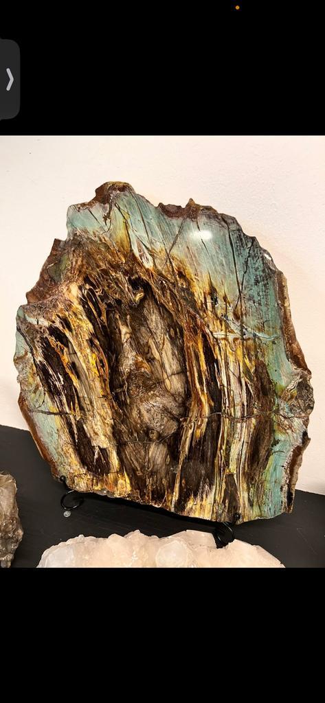 Collawood versteend hout uit Turkije, extreem zeldzaam, Verzamelen, Mineralen en Fossielen, Ophalen of Verzenden