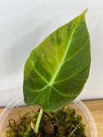 Alocasia Black Velvet Gold Variegata, Ophalen of Verzenden, Overige soorten, Minder dan 100 cm