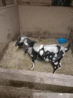 Nubische maanvlek bok, Mannelijk, Geit, 0 tot 2 jaar