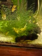 Gele garnalen, Dieren en Toebehoren, Vissen | Aquariumvissen, Kreeft, Krab of Garnaal