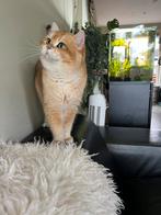 Brits korthaar dekkater ( niet te koop), Dieren en Toebehoren, Katten en Kittens | Dekkaters