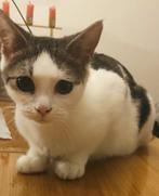 Katten, Kater, 0 tot 2 jaar